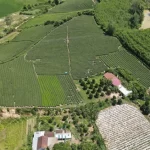 ong-vo-van-dong-5-2186-1725457803
